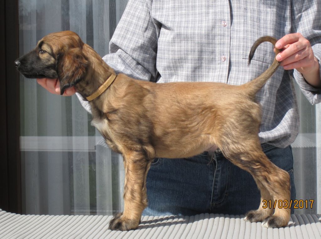 D'Abd El Shiraz - Chiots disponibles - Levrier afghan