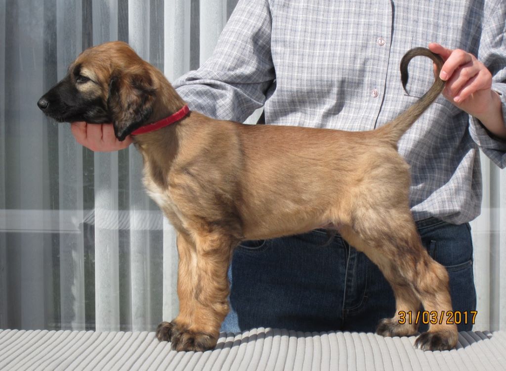 D'Abd El Shiraz - Chiots disponibles - Levrier afghan